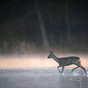 A deer walking across a lake at night